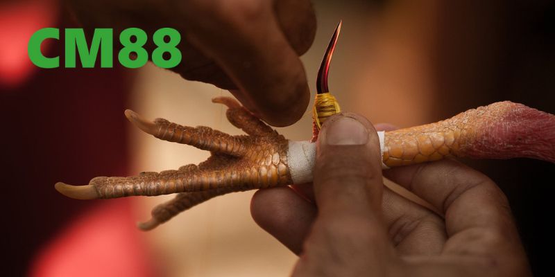 Hướng dẫn anh em mới cách tham gia chơi đá gà trên CM88