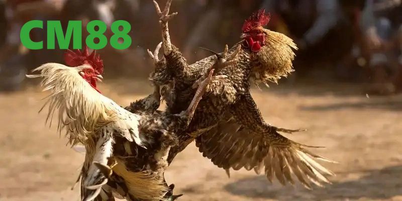 Kinh nghiệm chơi đấu gà cựa sắt hiệu quả